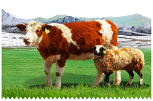 Technologia Laipson pomaga rolnikom, którzy mają kolczyk, bydło musi mieć „tożsamość”