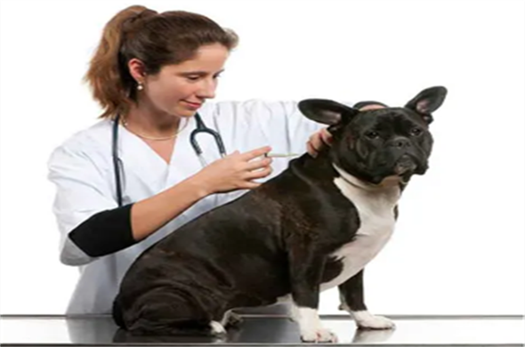 Is the pet information chip easy to use?