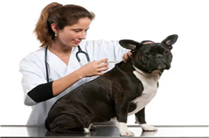 Is the pet information chip easy to use?