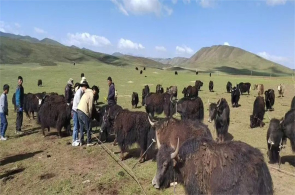 Science and technology empower; break through the problem of insurance for plateau farming.