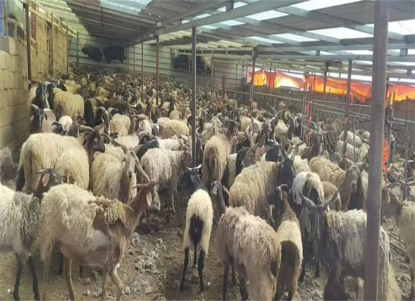 uhf rfid cow ear tag for farm