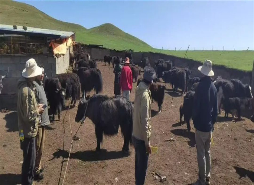 visual cattle ear tag