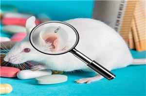 High quality stainless steel mouse rat ear tag with laser printing numbers for rat.