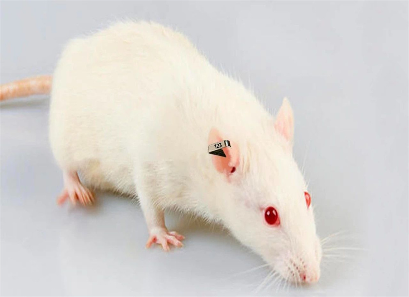 rat ear tag