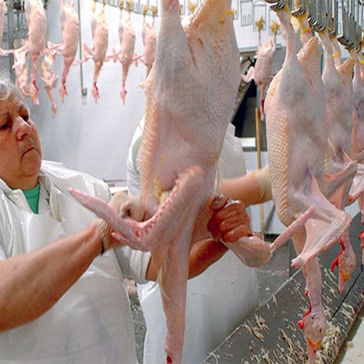 Rumah Sembelih Untuk Mesin Membunuh Ayam