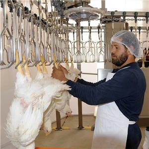 Slaughtering Equipment-chicken Slaughter Equipment