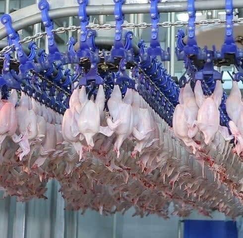 Supply Small Scale Poultry Abattoir Equipment Factory Quotes - Shandong ...