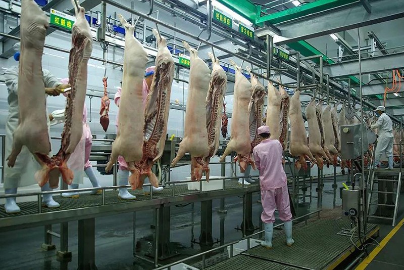 pig slaughter machine-pig killing machine Factory