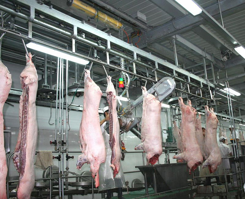 pig slaughter line