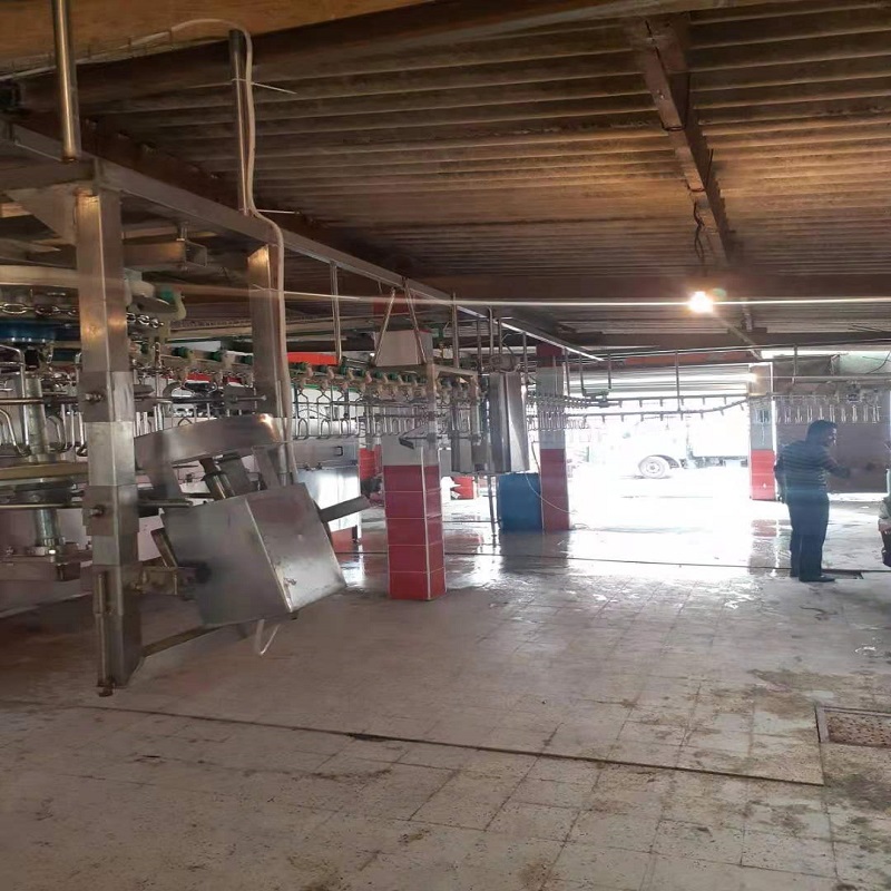 Semi-automatic halal chicken slaughter machine Factory