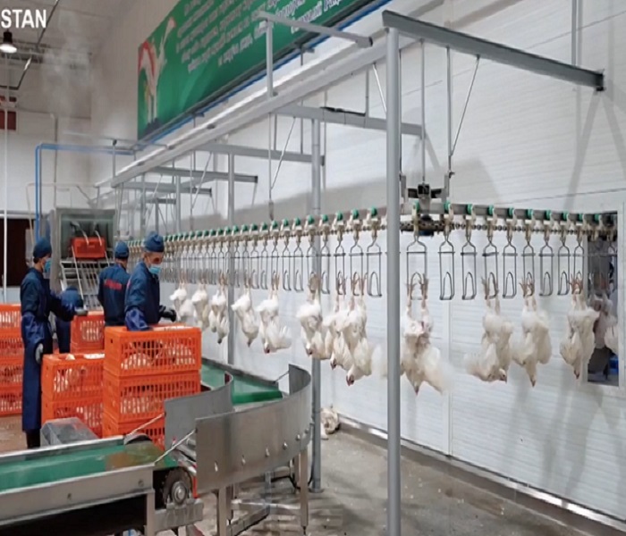 Exportado a la línea de sacrificio de Uzbekistán con 6000 pollos por hora