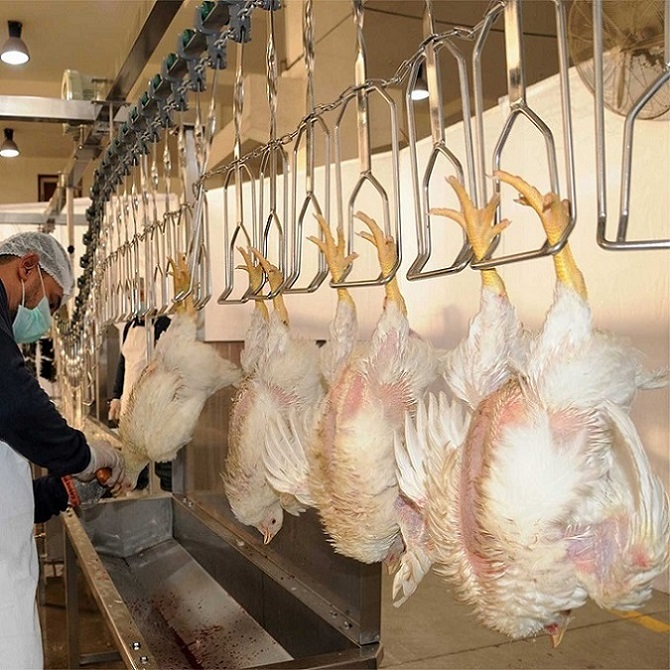 Broiler Slaughtering and Processing Flow One