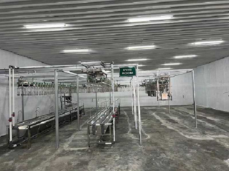 Cómo sacrificar pollos de engorde de pluma blanca en el matadero