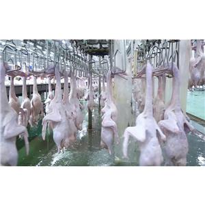 Duck slaughter equipment production line for slaughterhouse