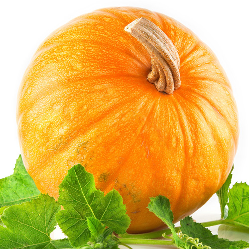 Pumpkin Flavor Pumpkin Flavor