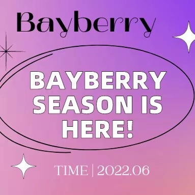 Adesso! È la stagione dei bayberry!