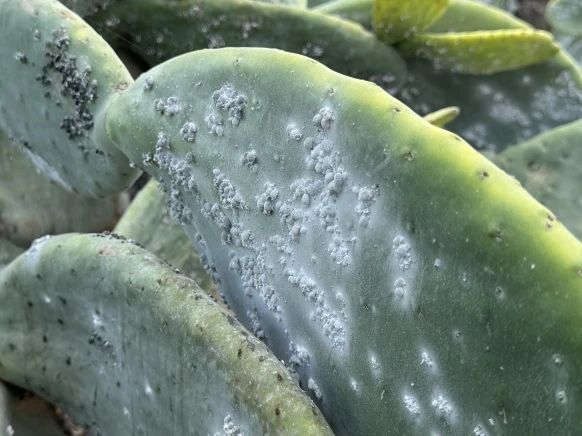 cochineal extract