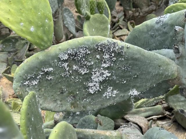 cochineal extract