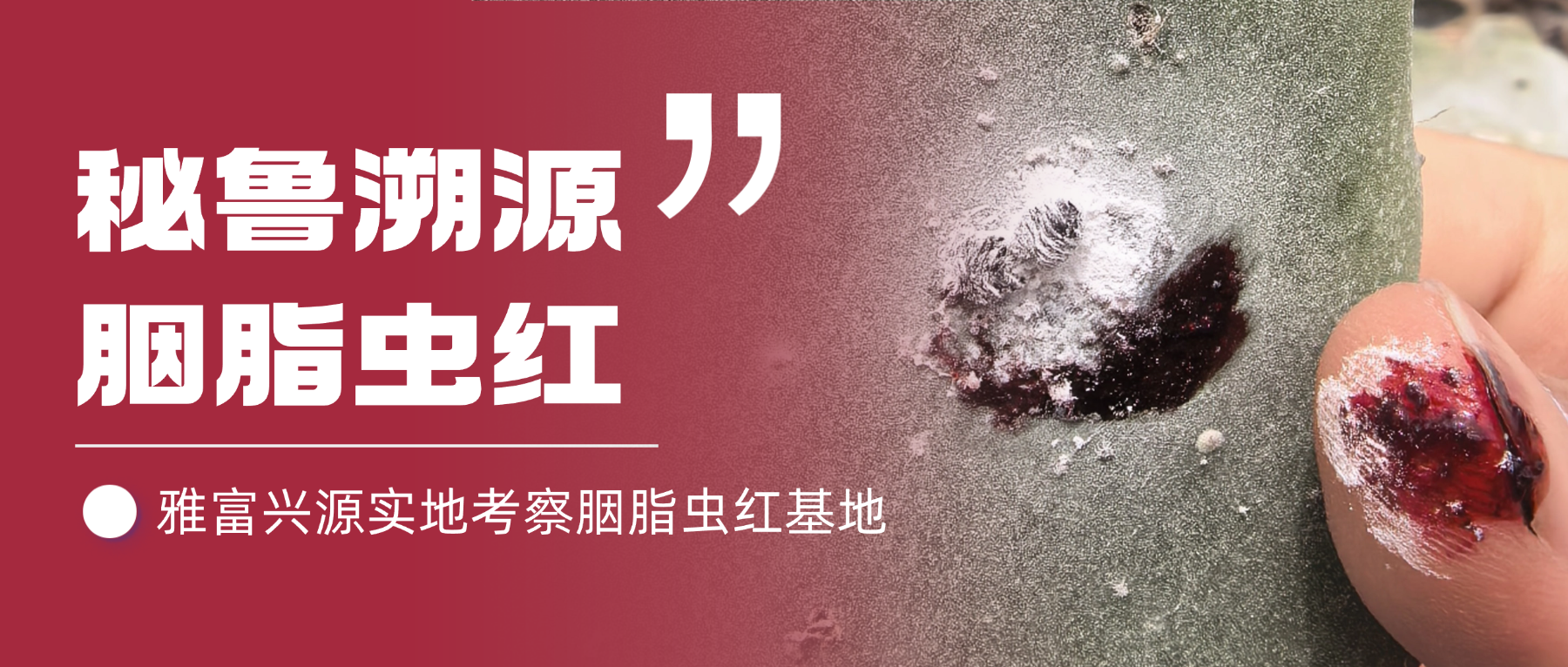【秘鲁溯源】雅富兴源实地探访胭脂虫红生产基地