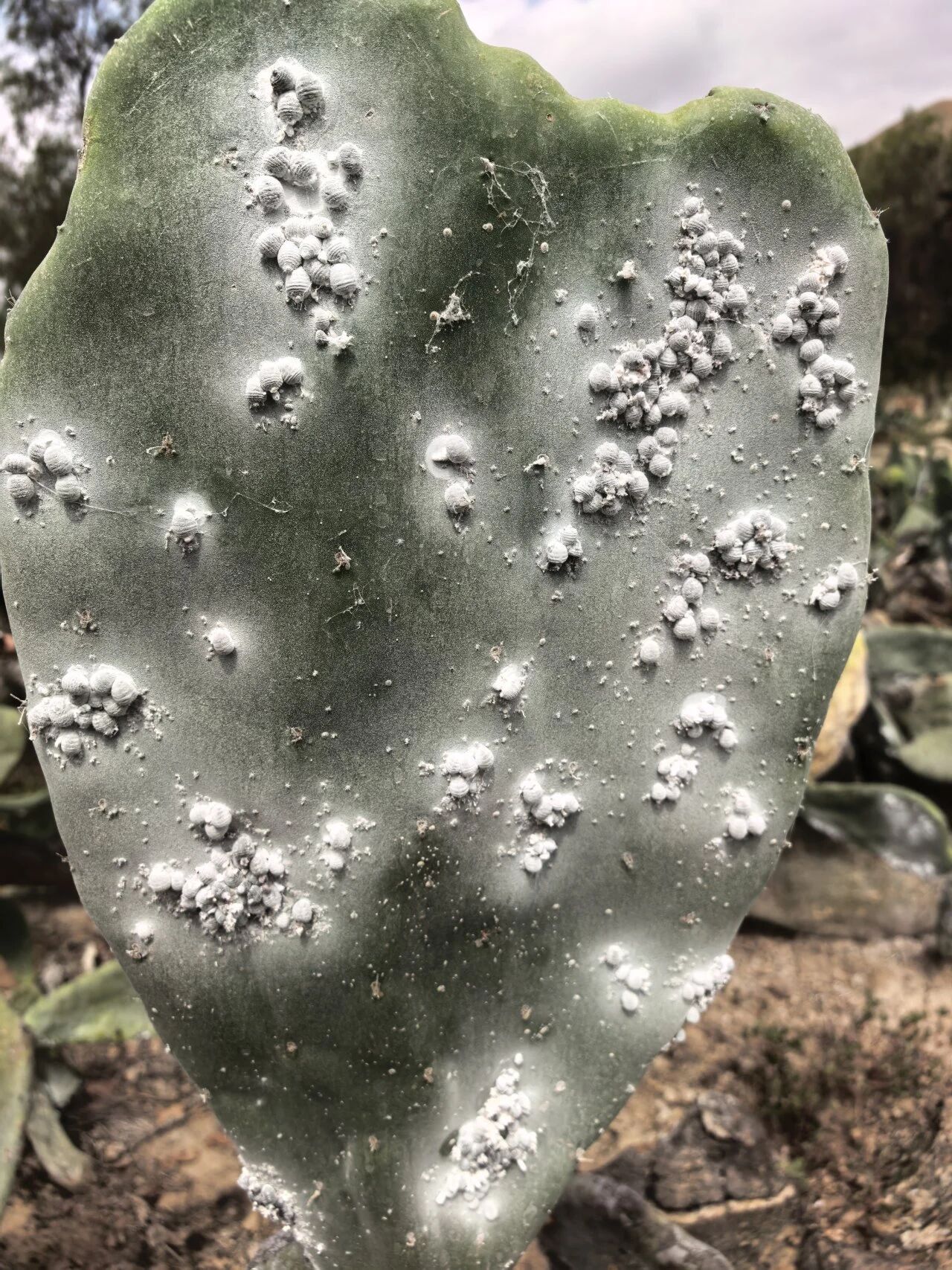 Cochineal red