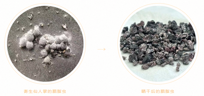 秘鲁 秘鲁