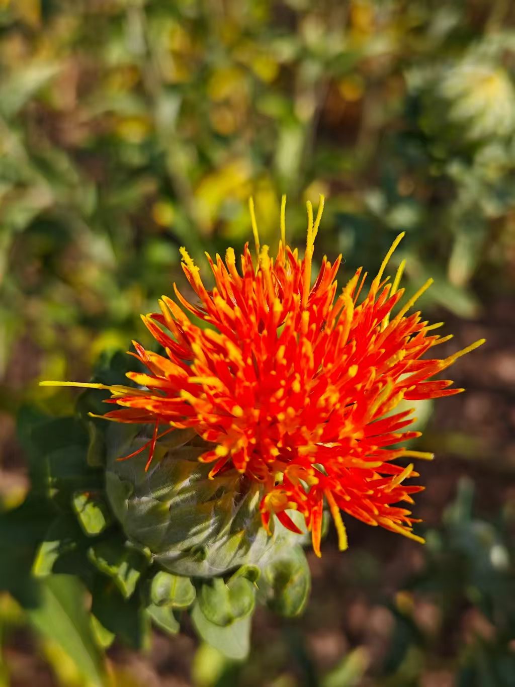 Safflower Yellow