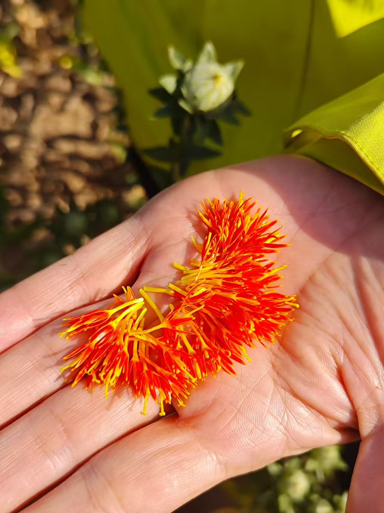 High-Stability Water-Soluble Natural Yellow Pigment