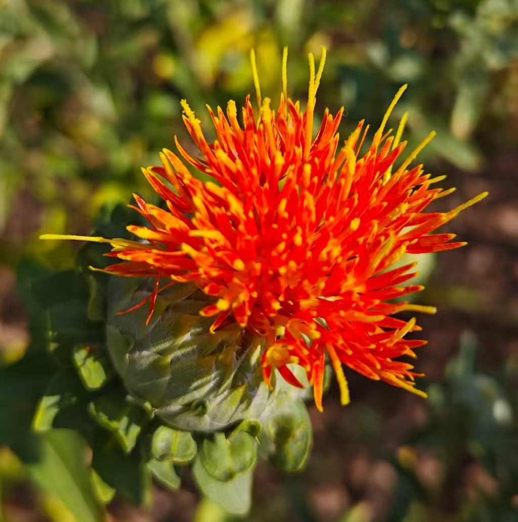 Safflower