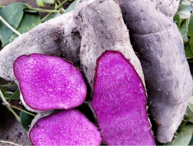 UBE紫山芋（Dioscorea alata）：世界的なトレンドから国内ヒット商品へ