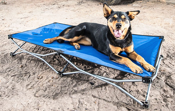 foldable outdoor dog bed