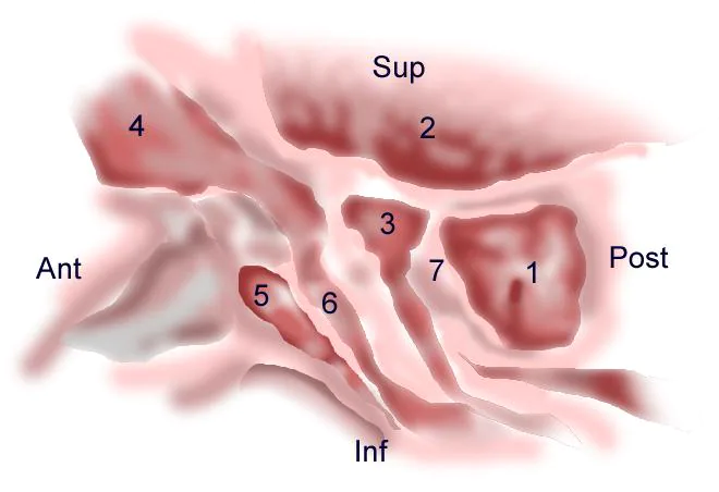 Frontal Sinus Stenting Techniques