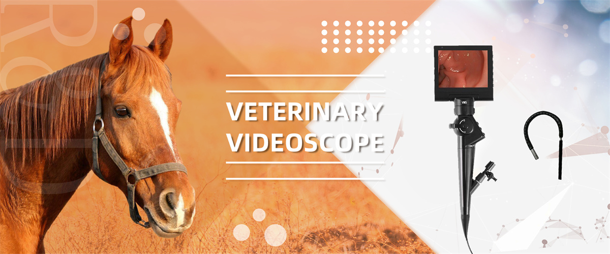 Endoscopul veterinar 1