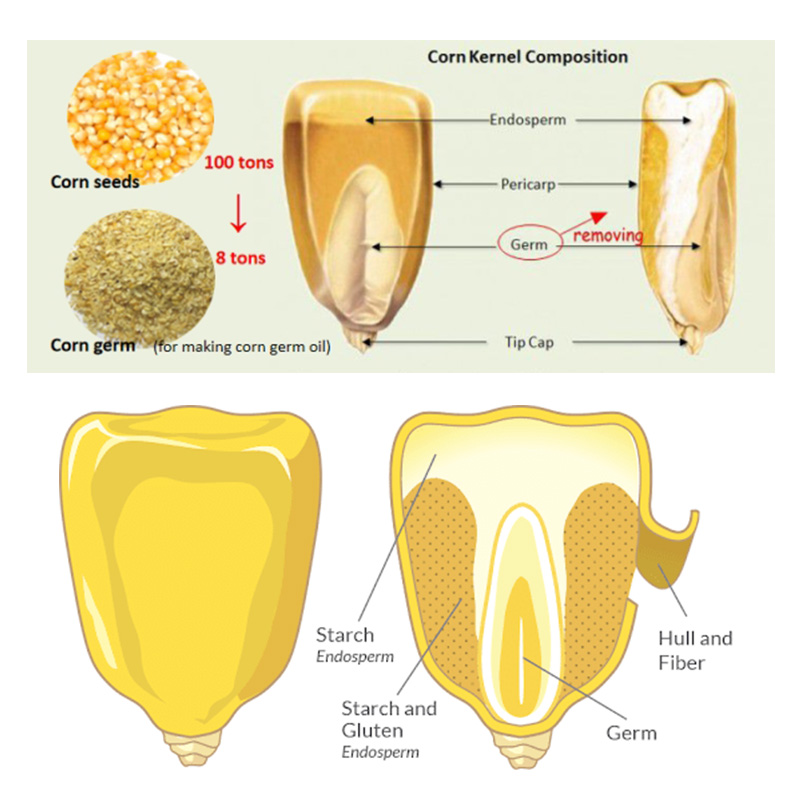 Corn germ extraction