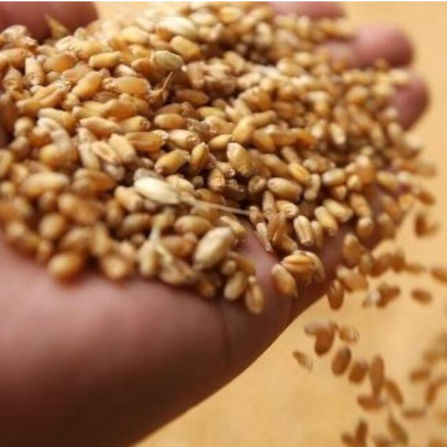 The role of raw grain cleaning equipment in the grain processing industry