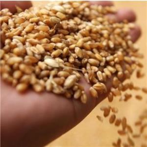 अनाज प्रसंस्करण उद्योग में कच्चे अनाज सफाई उपकरण की भूमिका