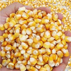 Méthode de décorticage de l'équipement complet de maïs