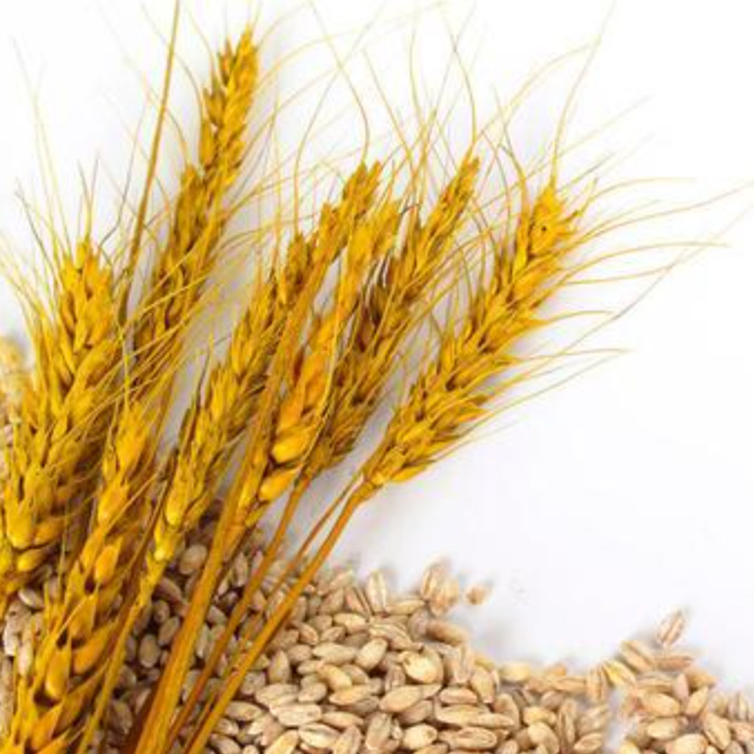 गेहूं प्रसंस्करण के दौरान गेहूं की गुणवत्ता का मूल्यांकन