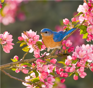 L’équinoxe de printemps approche : tout renaît, plein de vitalité