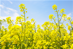 L'impact mondial du Festival de Qingming : le pouvoir de l'échange culturel et de la communication