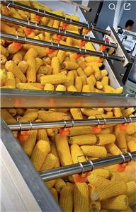 Que savez-vous du maïs ?