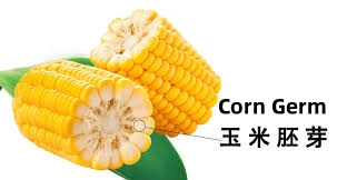 corn-germ