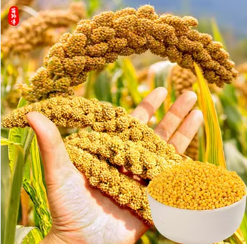 बाजरा प्रसंस्करण उपकरणों की स्वचालन प्रवृत्ति: श्रम लागत में कमी और उत्पादन में वृद्धि