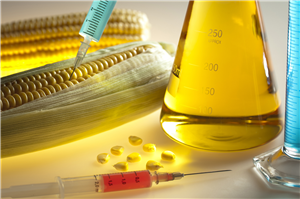 Nouvelles opportunités pour la transformation en profondeur du maïs : perspectives de marché pour les équipements de 50 tonnes