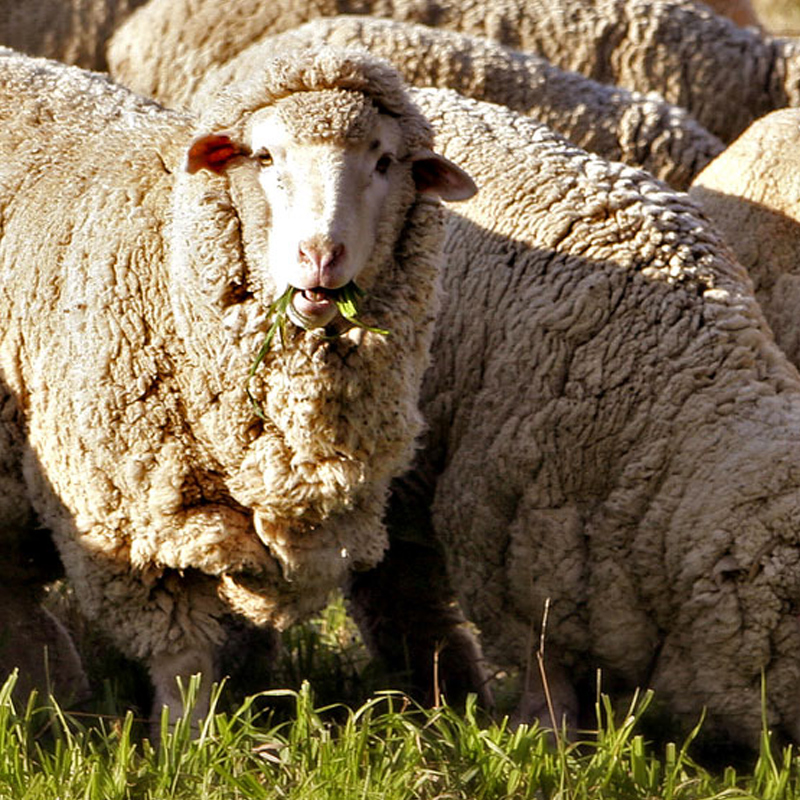 مزايا صوف ميرينو