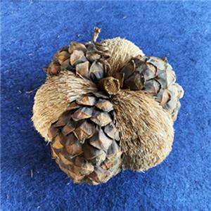 Artificial Natural Crafts Decoration Pumpkin