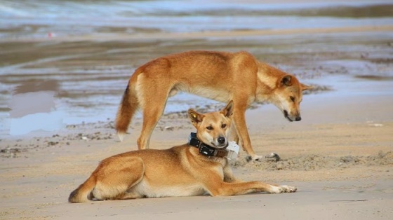 Des touristes ont reçu des tuyaux en PVC pour éloigner les dingos à K''gari