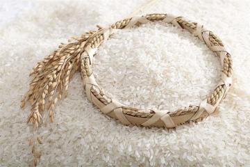 Maailmanlaajuinen riisipula on suurin 20 vuoteen