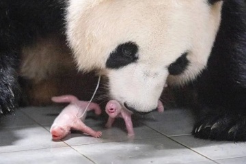 Onnittelut! Jättipanda Huani on synnyttänyt kaksoset