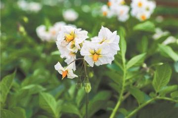 Routes of protection