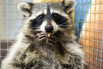 Raccoon Spotted yrittää päästä LIC-metroasemalle, videoesityksiä